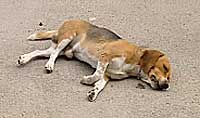 imagen Beagle muerto